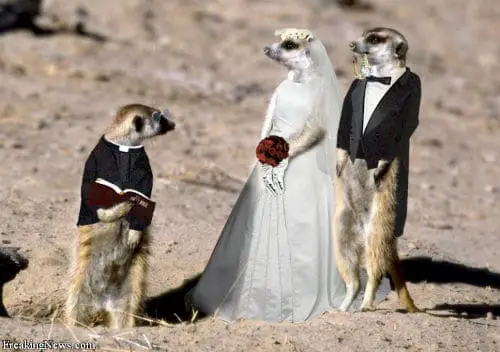 Animal-Weddings.jpg