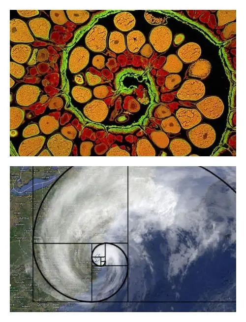 fibonacci spirals in nature.jpg