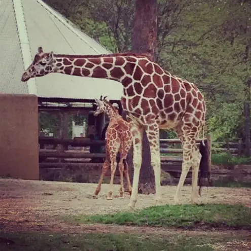 giraffes at zoo • Artchoo.com