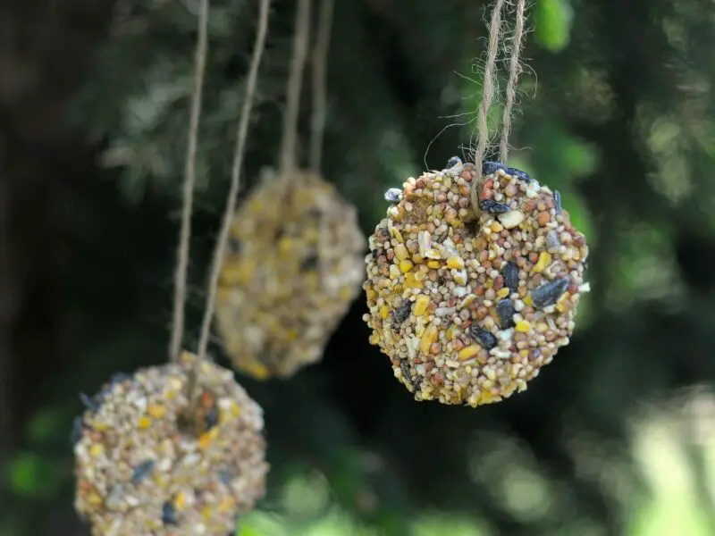 Diy Hanging Bird Treats Craftwhack
