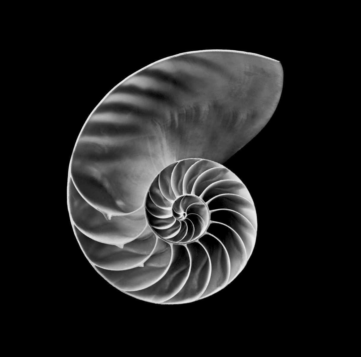The Golden Mean- Nautilus shell photograph by Javiera Estrada
