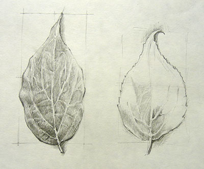 leaf drawing