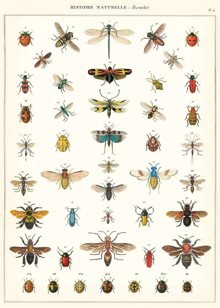insect wrapping paper