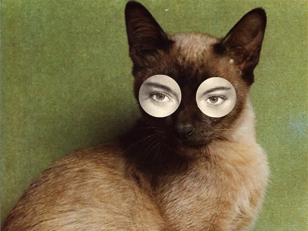Mathilde Aubier and Christine Delaquaize of Ma + Chr. funny cat collage