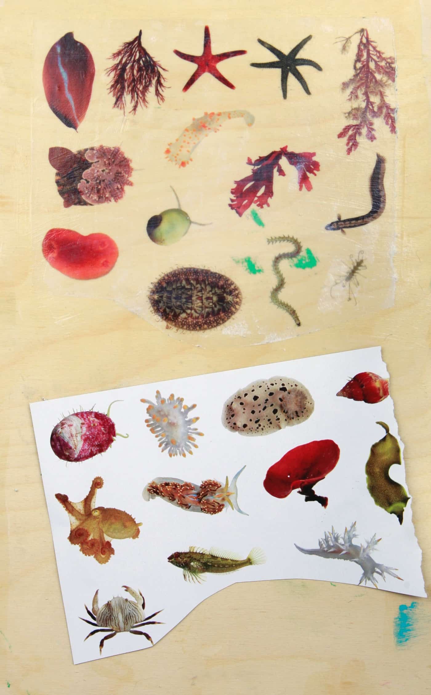 print transfer on wood - sea creatures