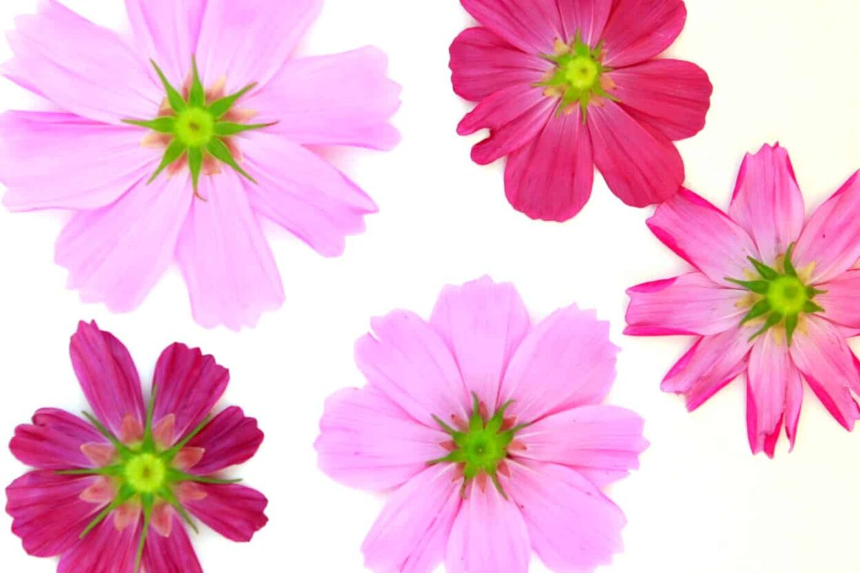 Grab Some Flowers and Pound Them to Make Art · Craftwhack