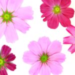 pink flowers face down on paper