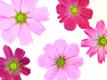 pink flowers face down on paper