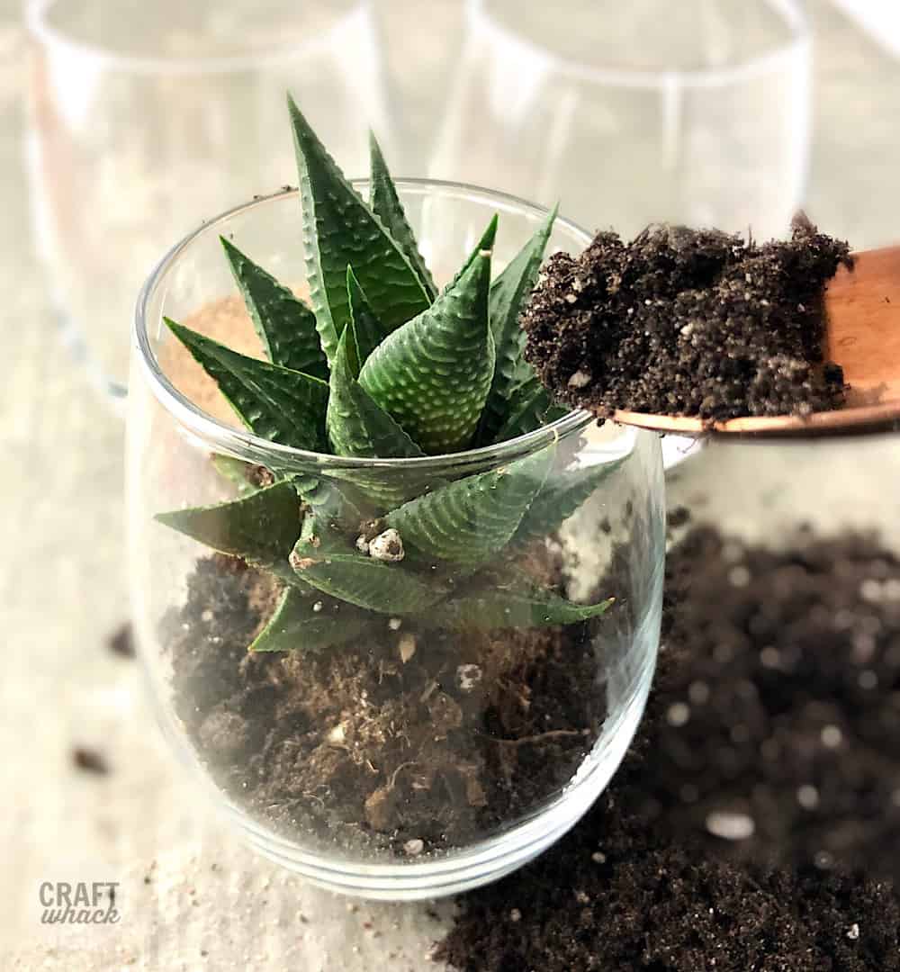 planting a succulent in wine glass