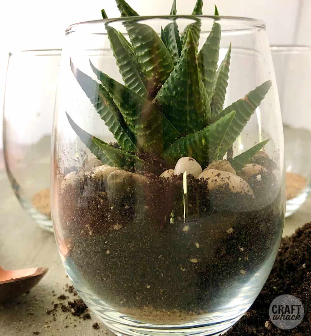 succulent in wine glass with sand and dirt and pebbles