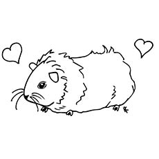 Heart Guinea Pig