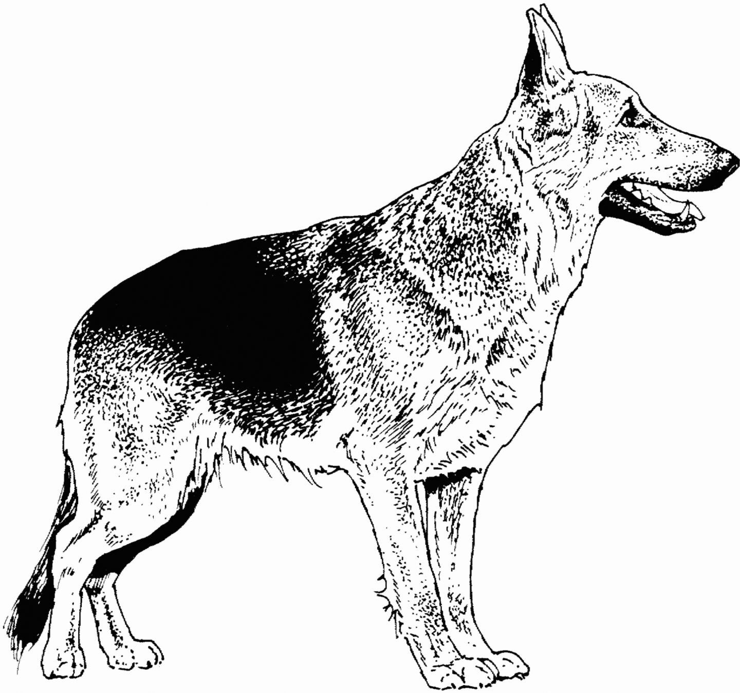 Shaded German Shepherd