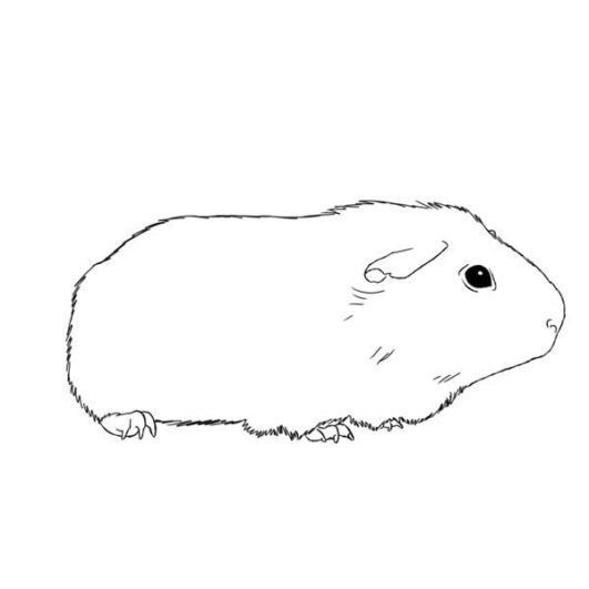 10 Adorable Guinea Pig Coloring Pages - For Kids & Adults