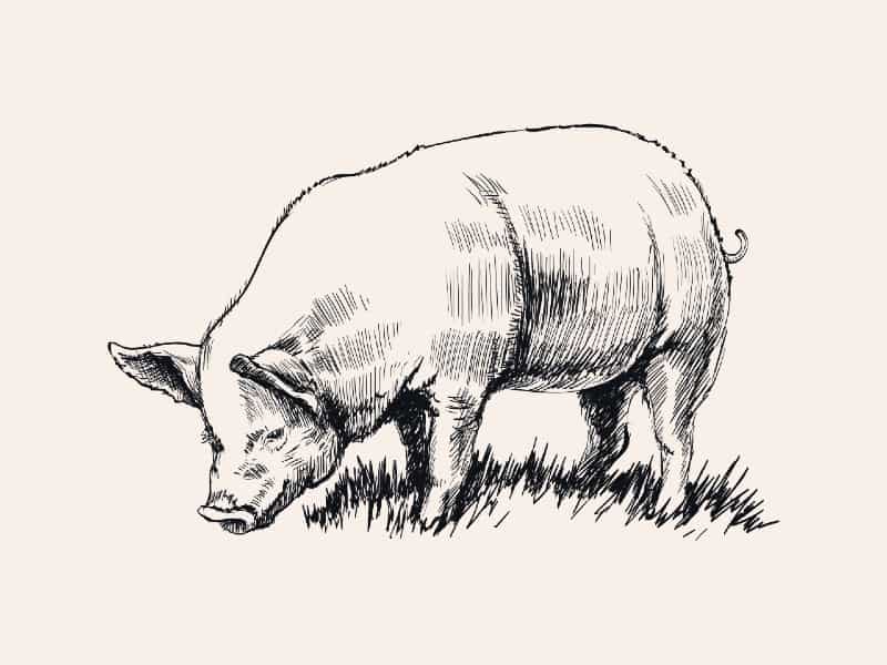 pig drawing easy