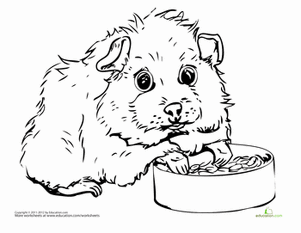 Munching Guinea Pig