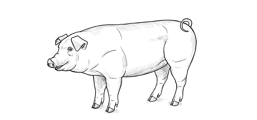 pig drawing