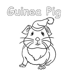 Hat Guinea Pig