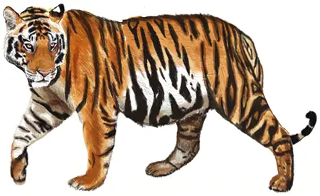 Tiger ink drawing - Tiger - Posters and Art Prints | TeePublic