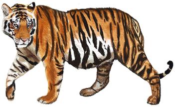 easy tiger drawings in pencil
