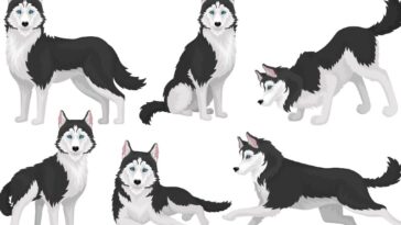 husky coloring pages