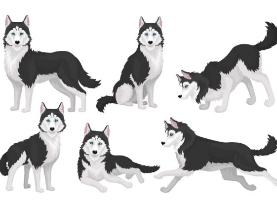 9 Cute Husky Coloring Pages – Amazing Options for Kids & Adults ...