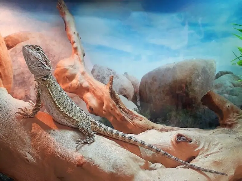 bearded dragon tank background